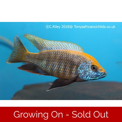 Protomelas Sp juveniles , 4 x 4-5cm limited stock